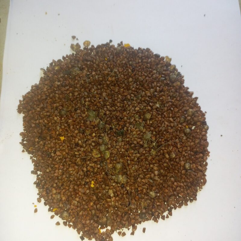 மருதாணி விதை