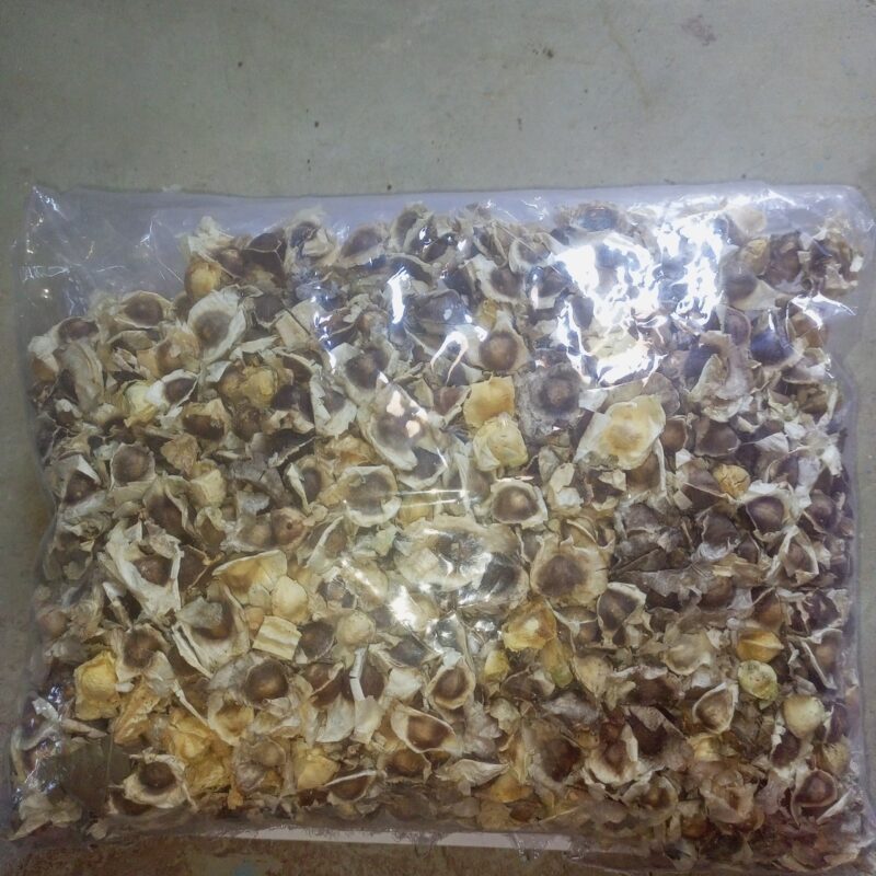 முருங்கை விதை