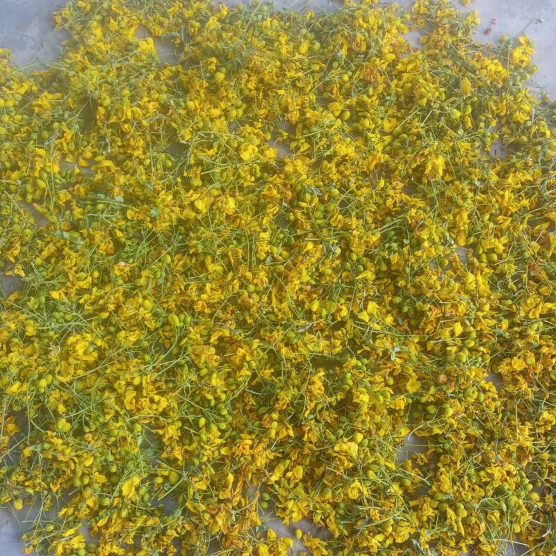 ஆவாரம் பூ