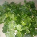 தூதுவளை இலை